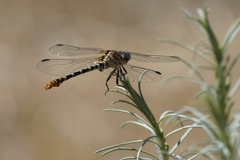 Erpetogomphus compositus