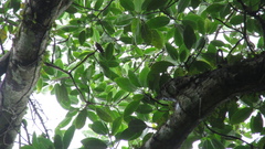 Ficus insipida