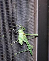 Insara elegans