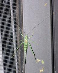 Insara elegans