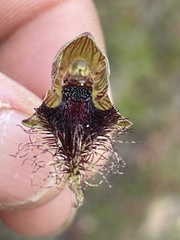 Calochilus