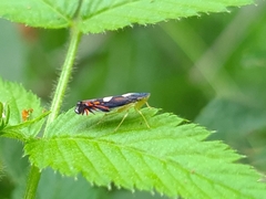 Diedrocephala variegata