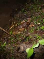Lithobates forreri