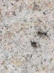 Polyrhachis dives