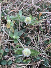 Gomphrena