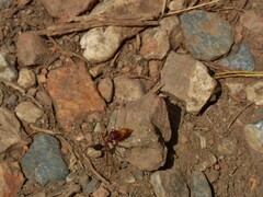Cataglyphis nodus