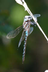 Rhionaeschna californica