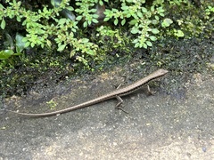 Sphenomorphus maculatus