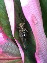 Cardiodactylus novaeguineae