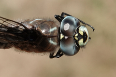 Rhionaeschna californica