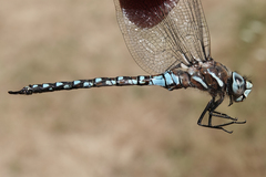 Rhionaeschna californica