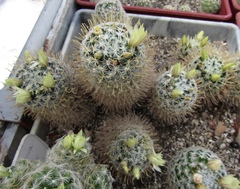 Mammillaria duwei