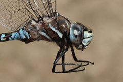 Rhionaeschna californica