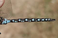 Rhionaeschna californica