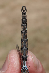 Rhionaeschna californica