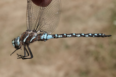 Rhionaeschna californica