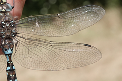 Rhionaeschna californica