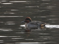 Anas crecca carolinensis