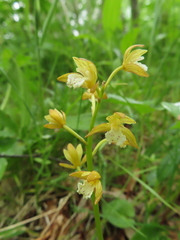 Oreorchis patens