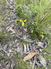 Diuris brevifolia