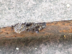 Phereoeca uterella
