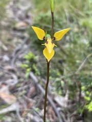 Diuris brevifolia