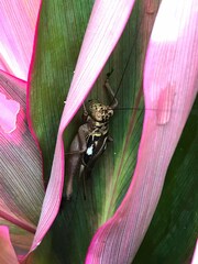 Cardiodactylus novaeguineae