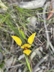 Diuris brevifolia