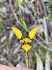 Diuris brevifolia