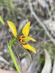 Diuris brevifolia