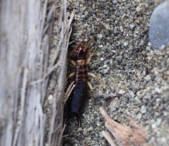 Anisolabis littorea