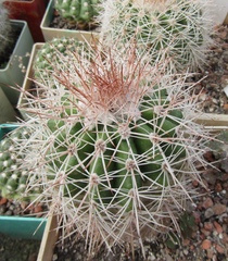 Parodia maassii