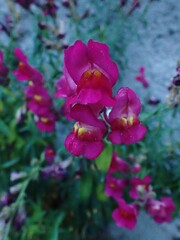 Antirrhinum majus