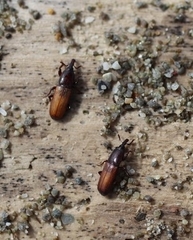 Mesites pallidipennis