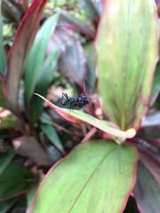 Myrmhopla