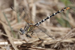 Erpetogomphus compositus
