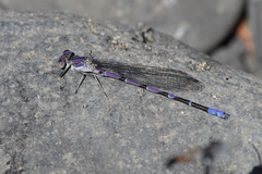 Argia emma