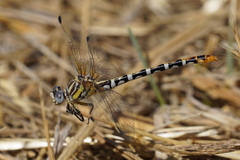Erpetogomphus compositus
