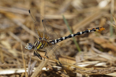 Erpetogomphus compositus