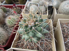 Thelocactus rinconensis