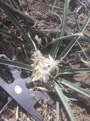 Leucocrinum montanum