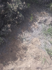 Leucocrinum montanum