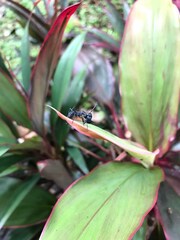 Myrmhopla