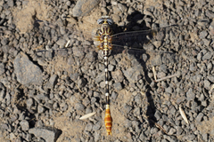 Erpetogomphus compositus