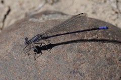 Argia emma