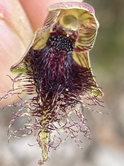 Calochilus