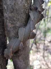 Secamone parvifolia