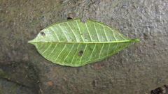 Brosimum alicastrum