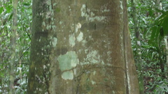 Brosimum alicastrum