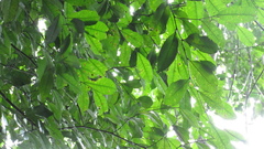 Brosimum alicastrum